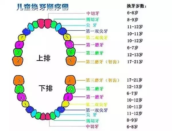 子乳牙掉了别再傻傻丢了,储存下来可救命!
