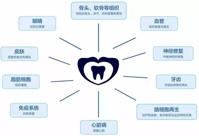 子乳牙掉了别再傻傻丢了,储存下来可救命!